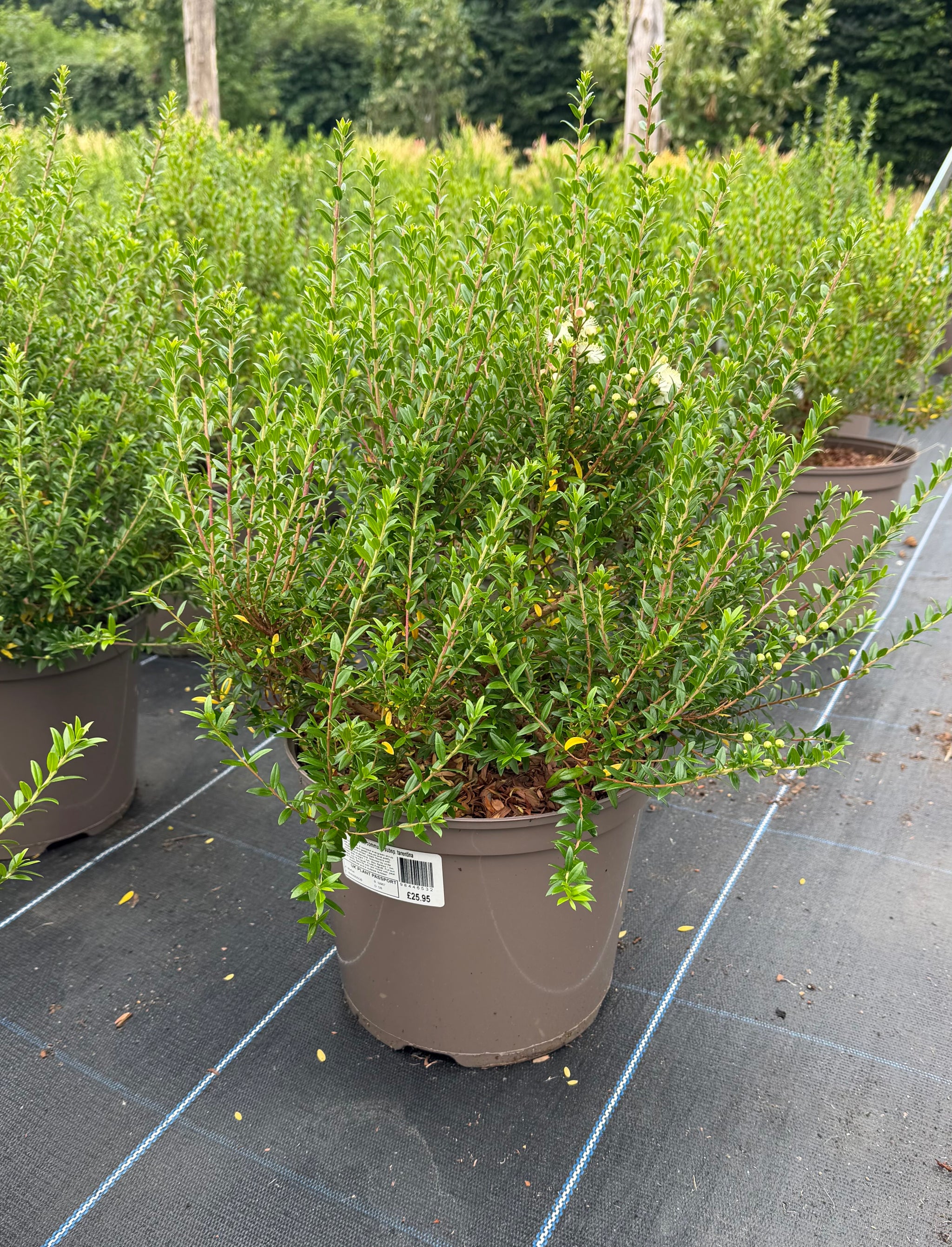 Myrtus communis subsp. tarentina