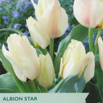 Tulip ‘Albion Star’