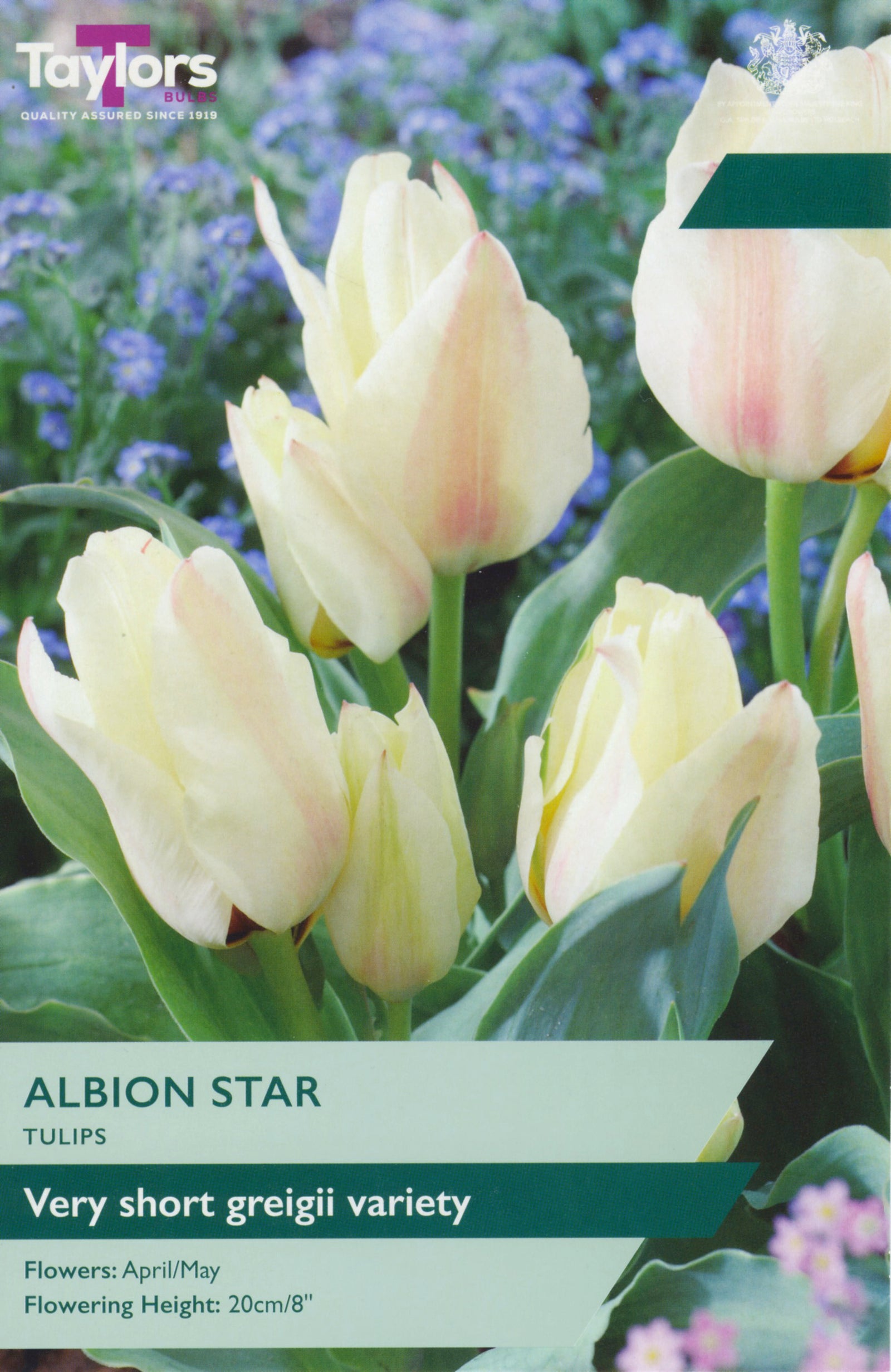 Tulip ‘Albion Star’