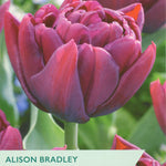 Tulip ‘Alison Bradley’
