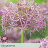 Taylors Bulbs Cristophii Allium seed packet with purple flower illustration