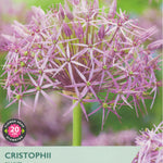 Taylors Bulbs Cristophii Allium seed packet with purple flower illustration