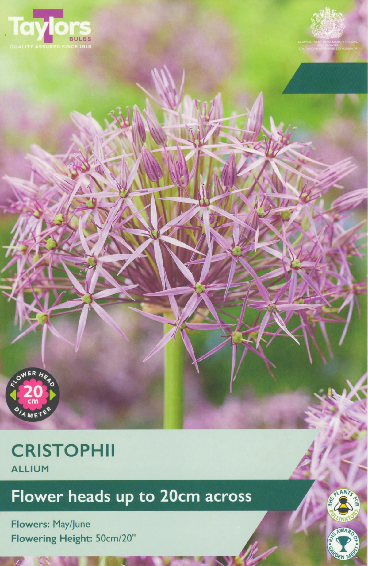 Taylors Bulbs Cristophii Allium seed packet with purple flower illustration