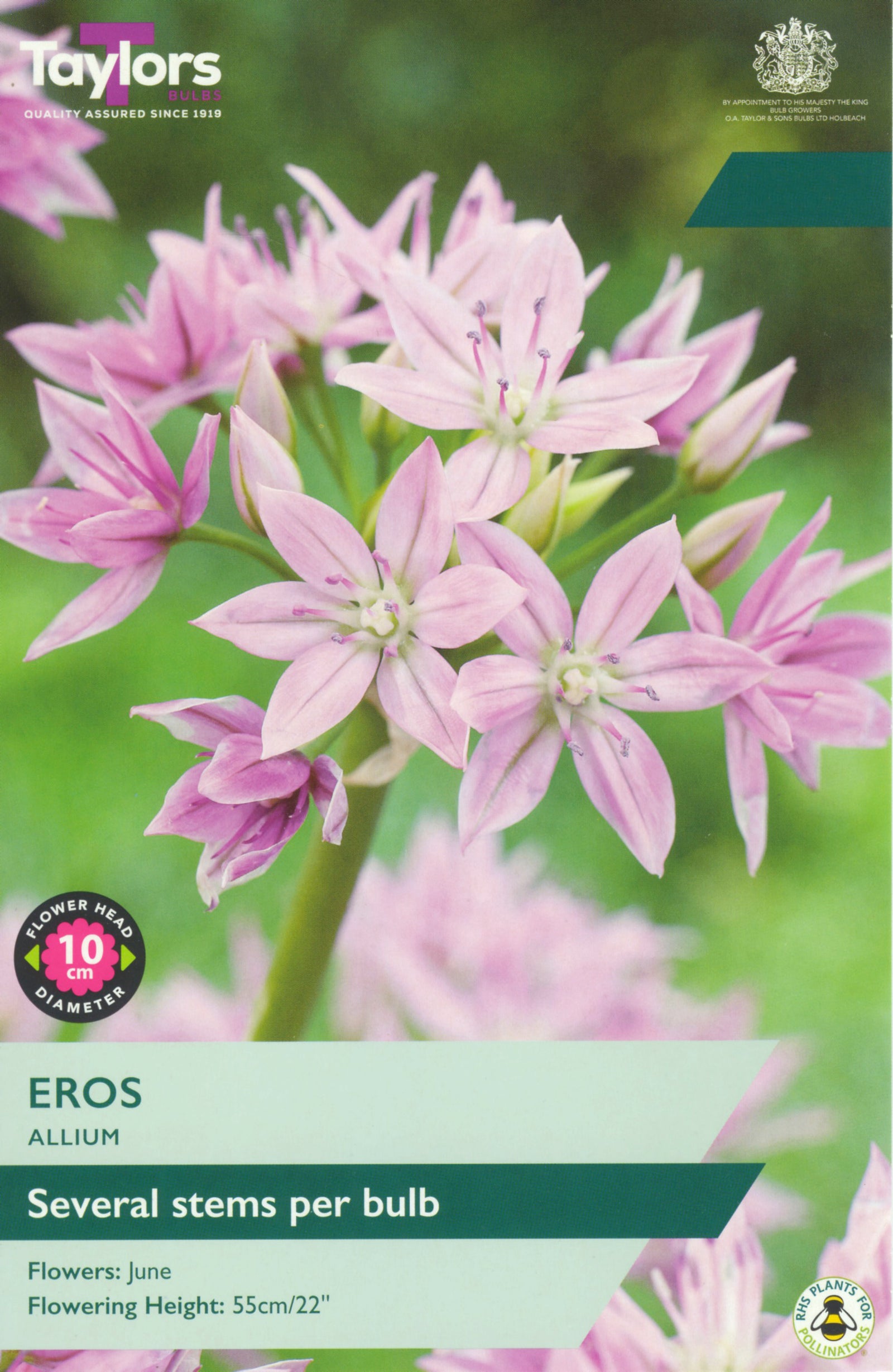 Allium ‘Eros’