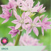 Package of Taylors Eros Allium with pink flowers on a green background