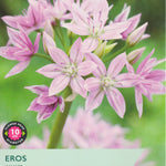 Package of Taylors Eros Allium with pink flowers on a green background
