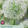 Taylors Bulbs Mount Everest Allium packaging with a close-up of the flower.