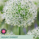 Taylors Bulbs Mount Everest Allium packaging with a close-up of the flower.