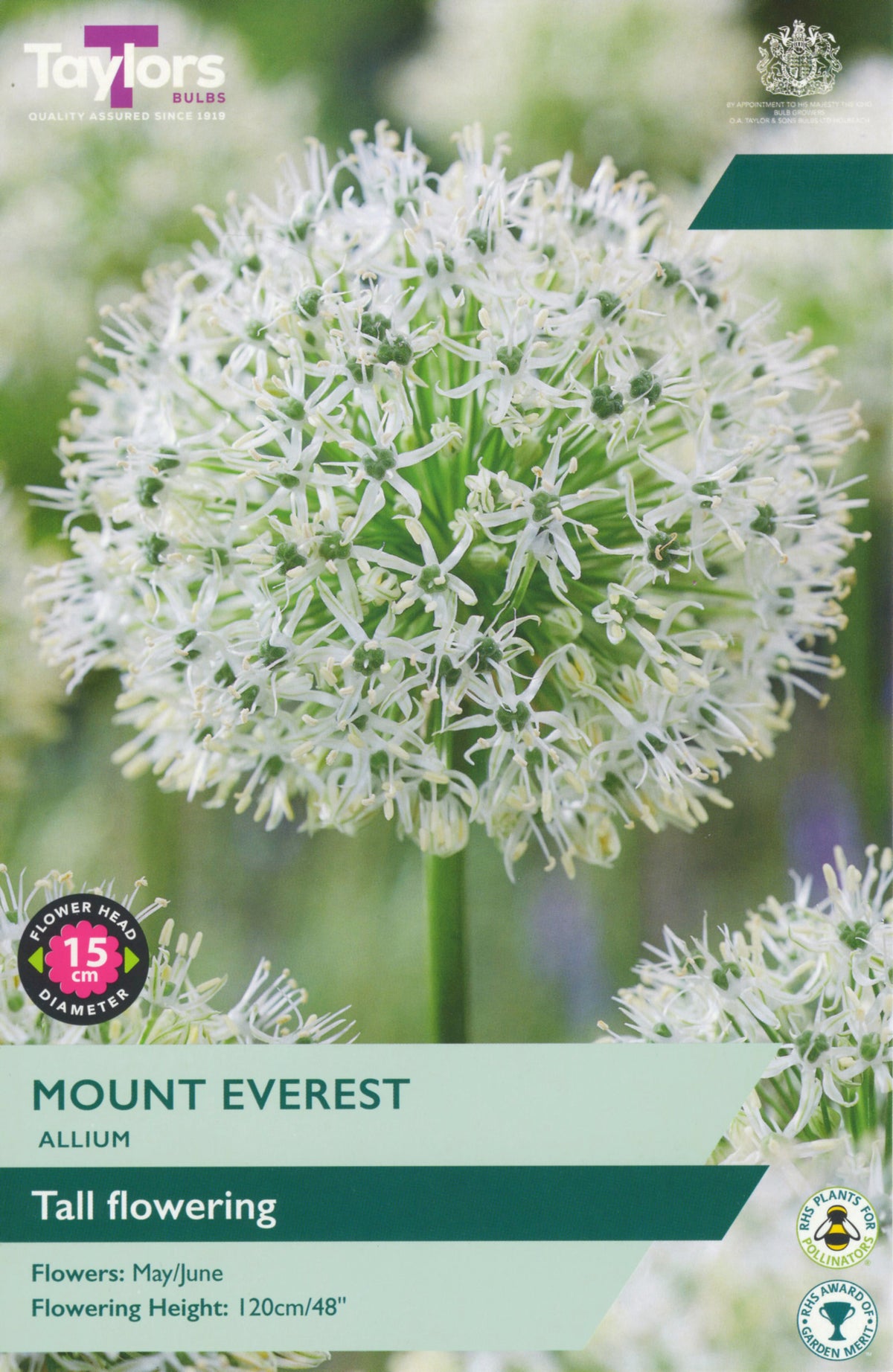 Taylors Bulbs Mount Everest Allium packaging with a close-up of the flower.