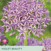 Violet Beauty Allium flower packet with purple flowers and green background