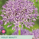 Violet Beauty Allium flower packet with purple flowers and green background