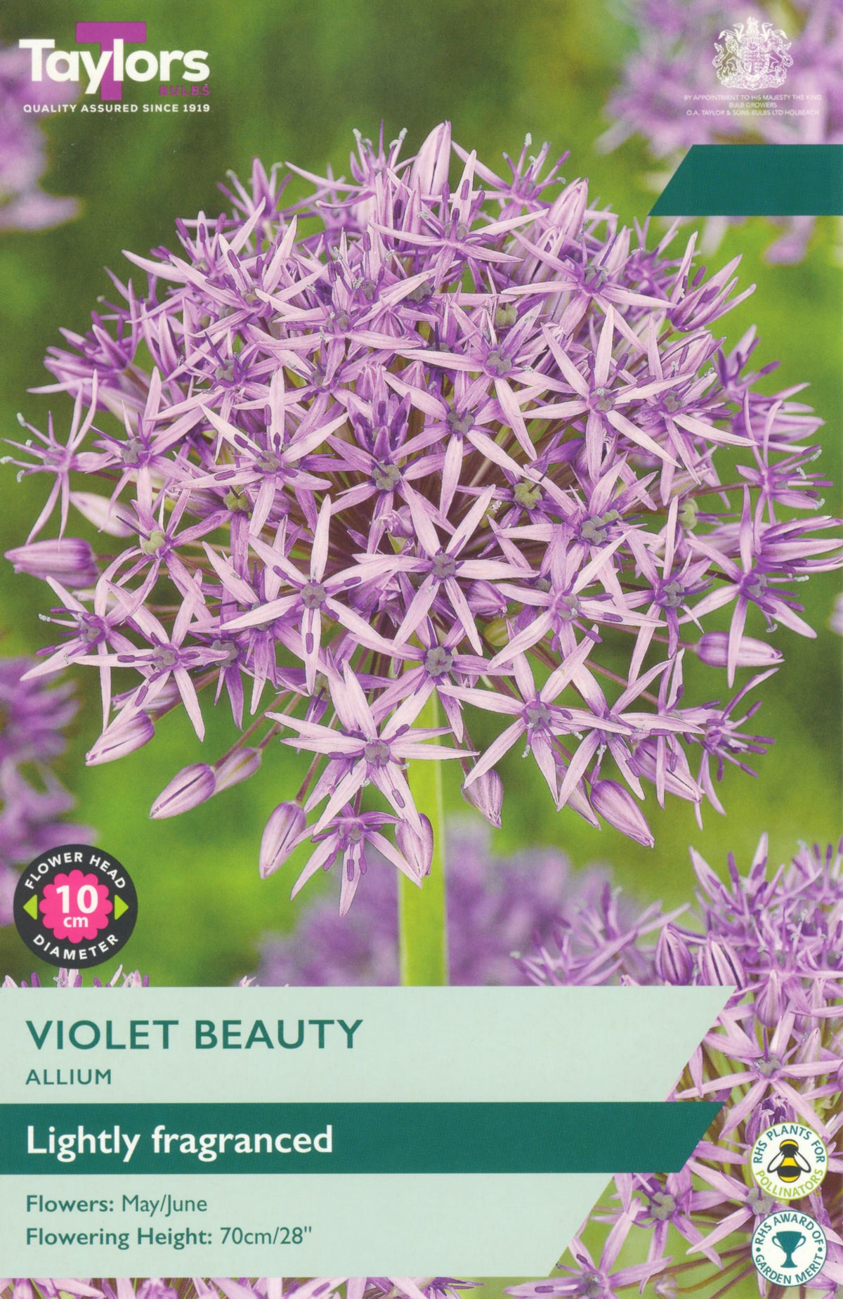 Violet Beauty Allium flower packet with purple flowers and green background