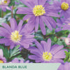 Blanda Blue Anemone flowers with packaging label on a green background