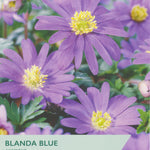 Blanda Blue Anemone flowers with packaging label on a green background
