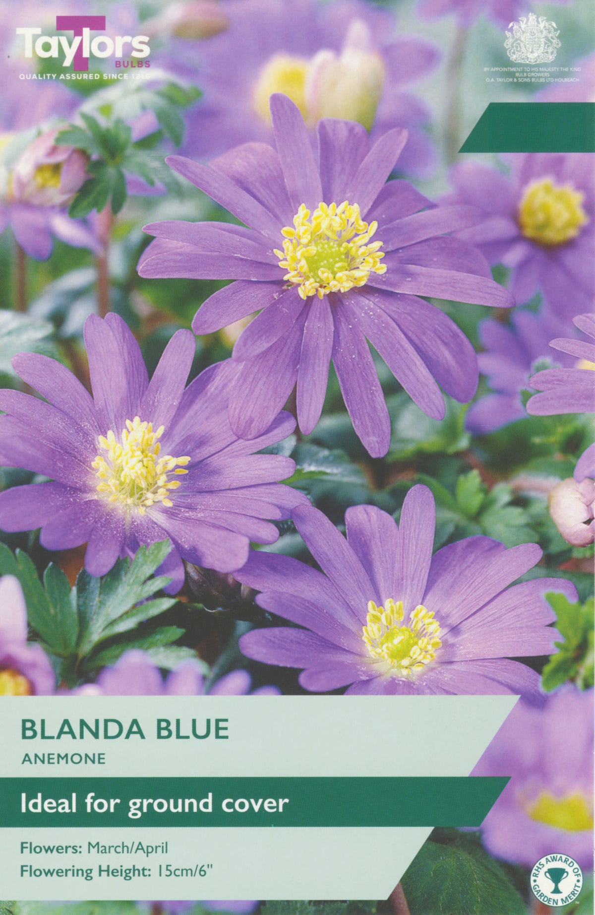 Blanda Blue Anemone flowers with packaging label on a green background