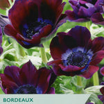 Bordeaux anemone flowers with Taylor's branding on a green background