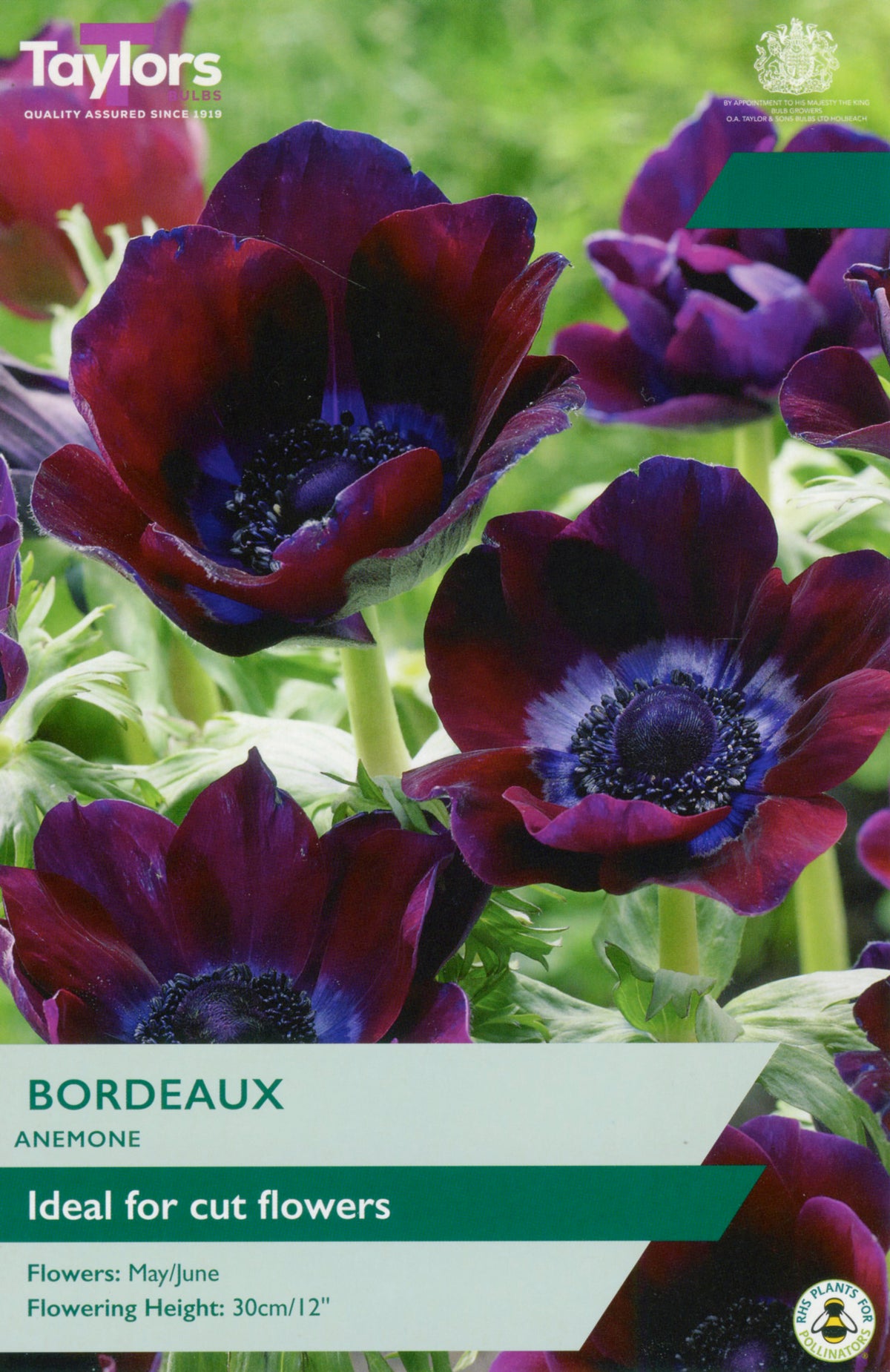 Bordeaux anemone flowers with Taylor's branding on a green background