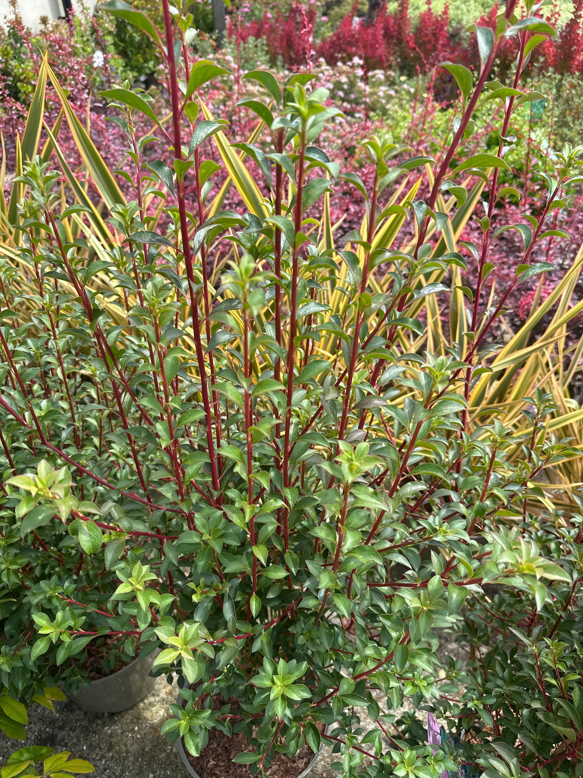 Enkianthus campanulatus - 7.5Litre