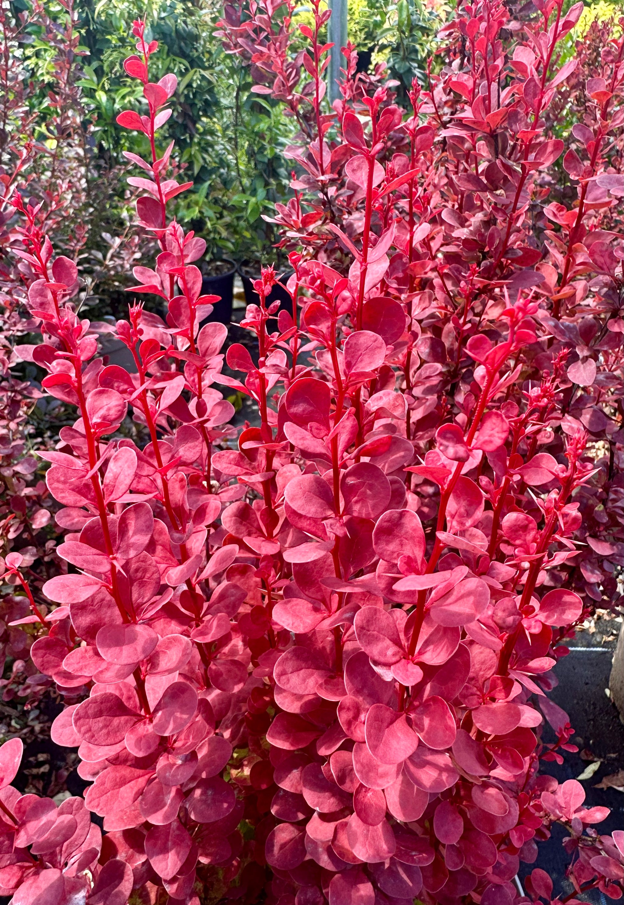 Berberis thunbergii 'Orange Rocket'