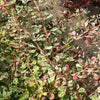 Wildly variegated plant with really attractive speckled green, whit and pink leaves