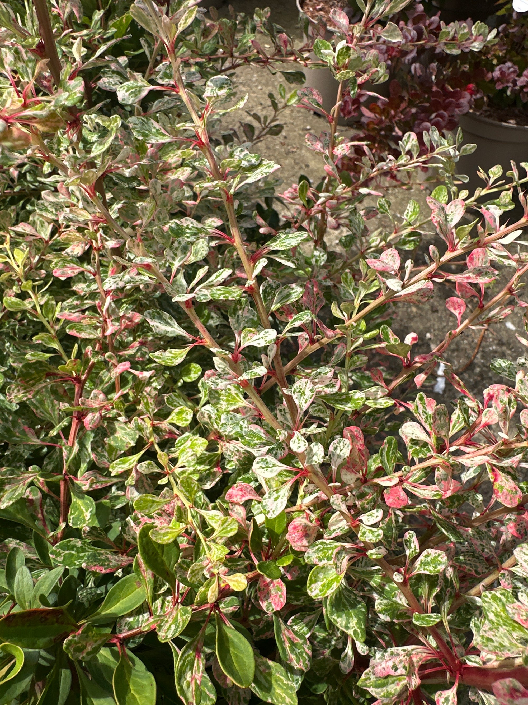 Wildly variegated plant with really attractive speckled green, whit and pink leaves