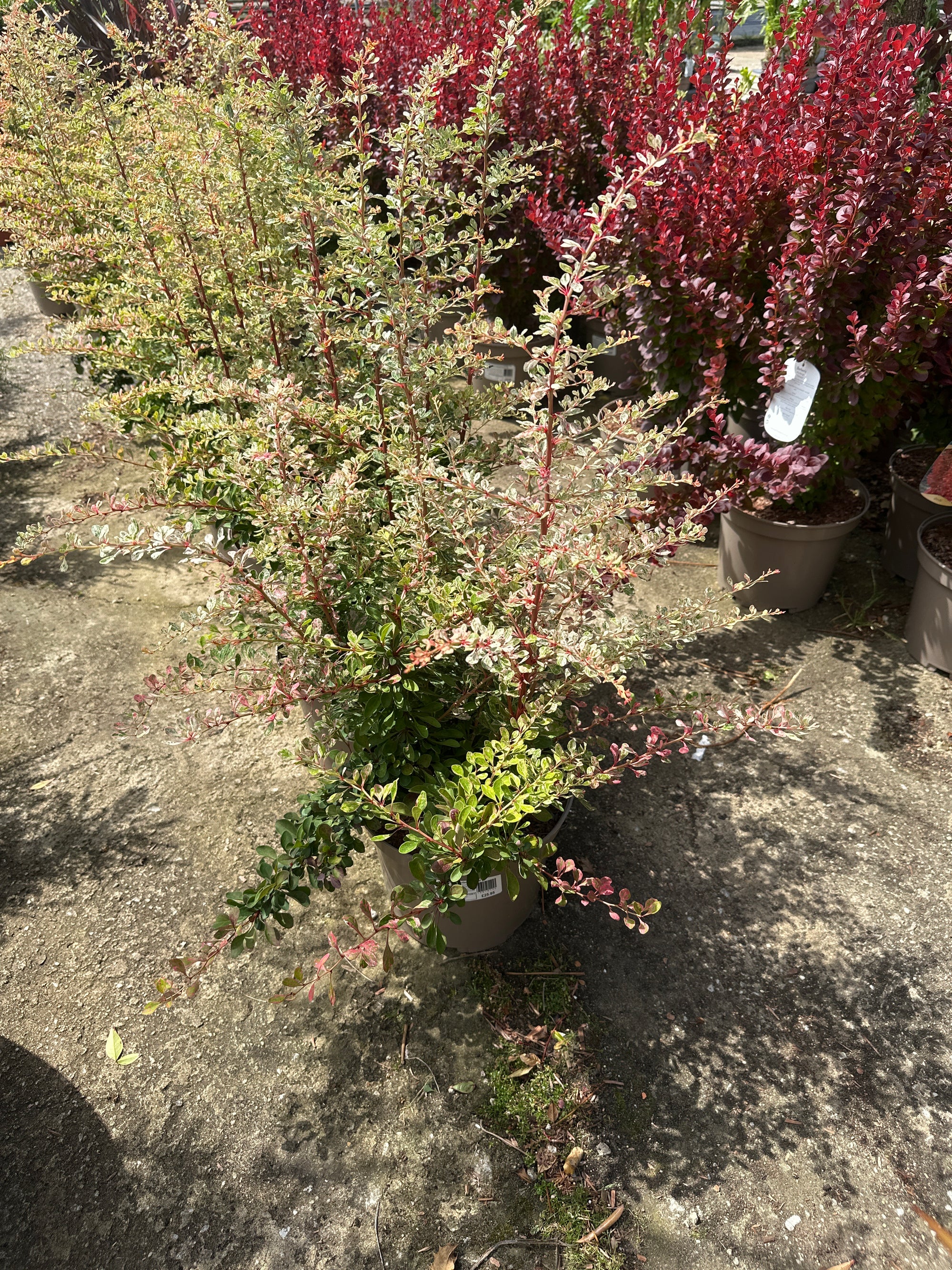 Strong plant in pot with brightly coloured leaves