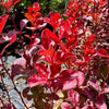 Berberis thunbergii 'Venice' 