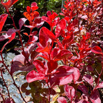 Berberis thunbergii 'Venice' 