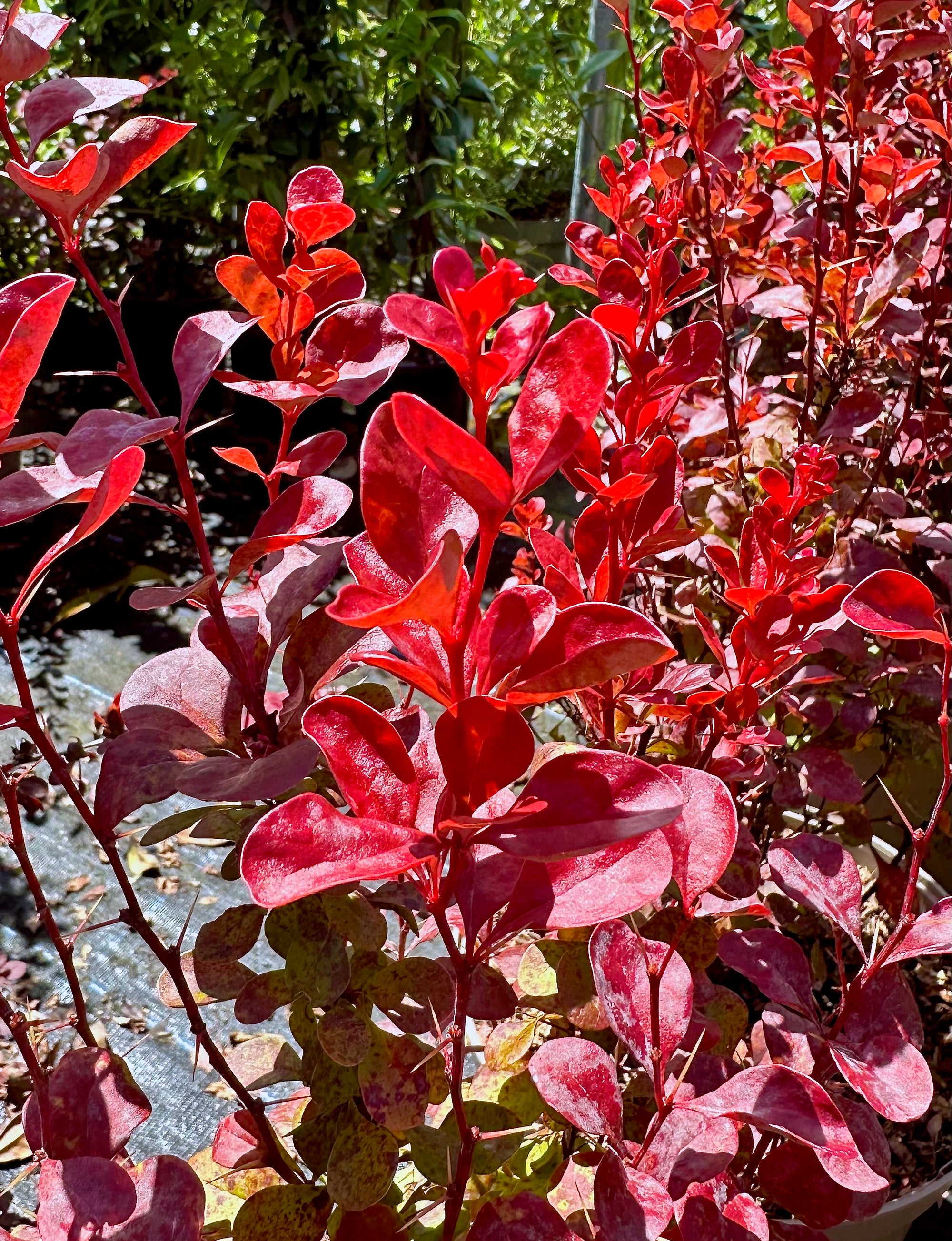 Berberis thunbergii 'Venice' 