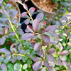 Berberis thunbergii f. 'Atropurpurea Nana'
