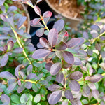 Berberis thunbergii f. 'Atropurpurea Nana'