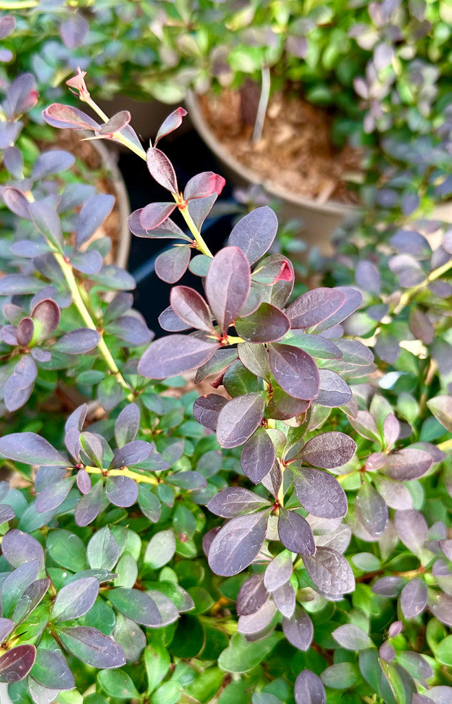 Berberis thunbergii f. 'Atropurpurea Nana'