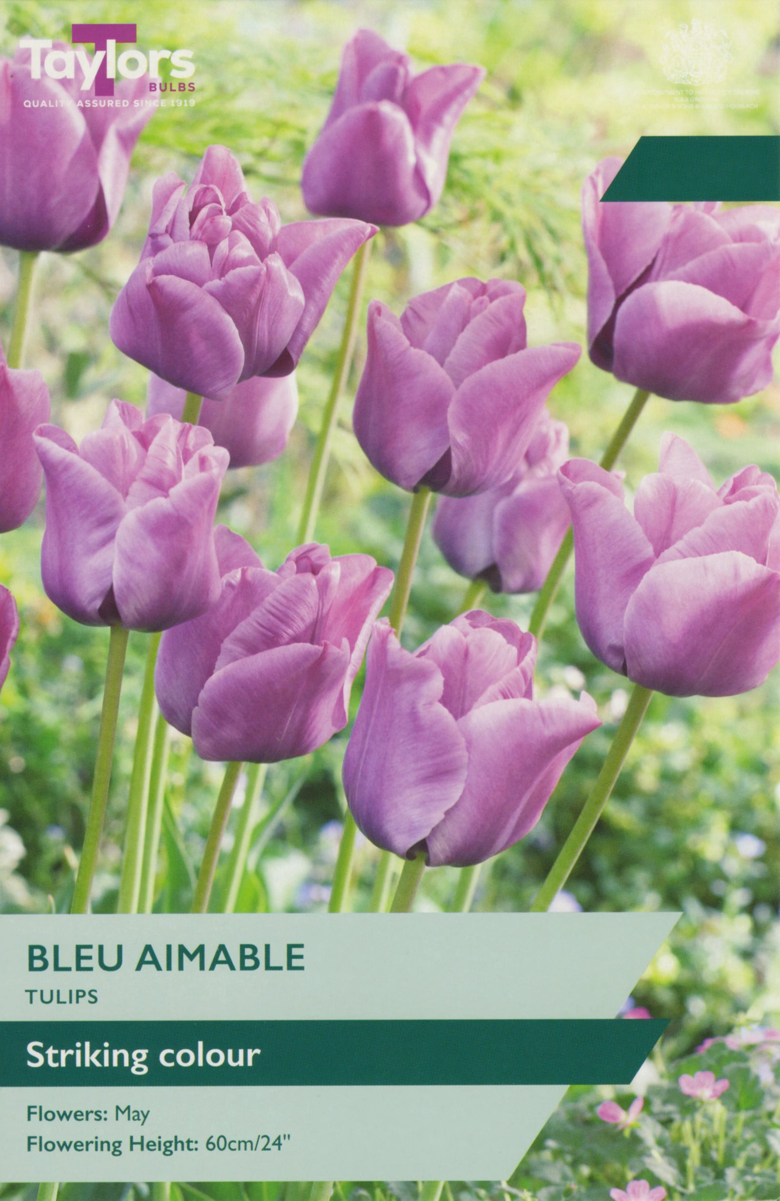 Tulip ‘Bleu Aimable’