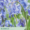 Taylors Bulbs bluebell seed packet with bluebell flowers in the background