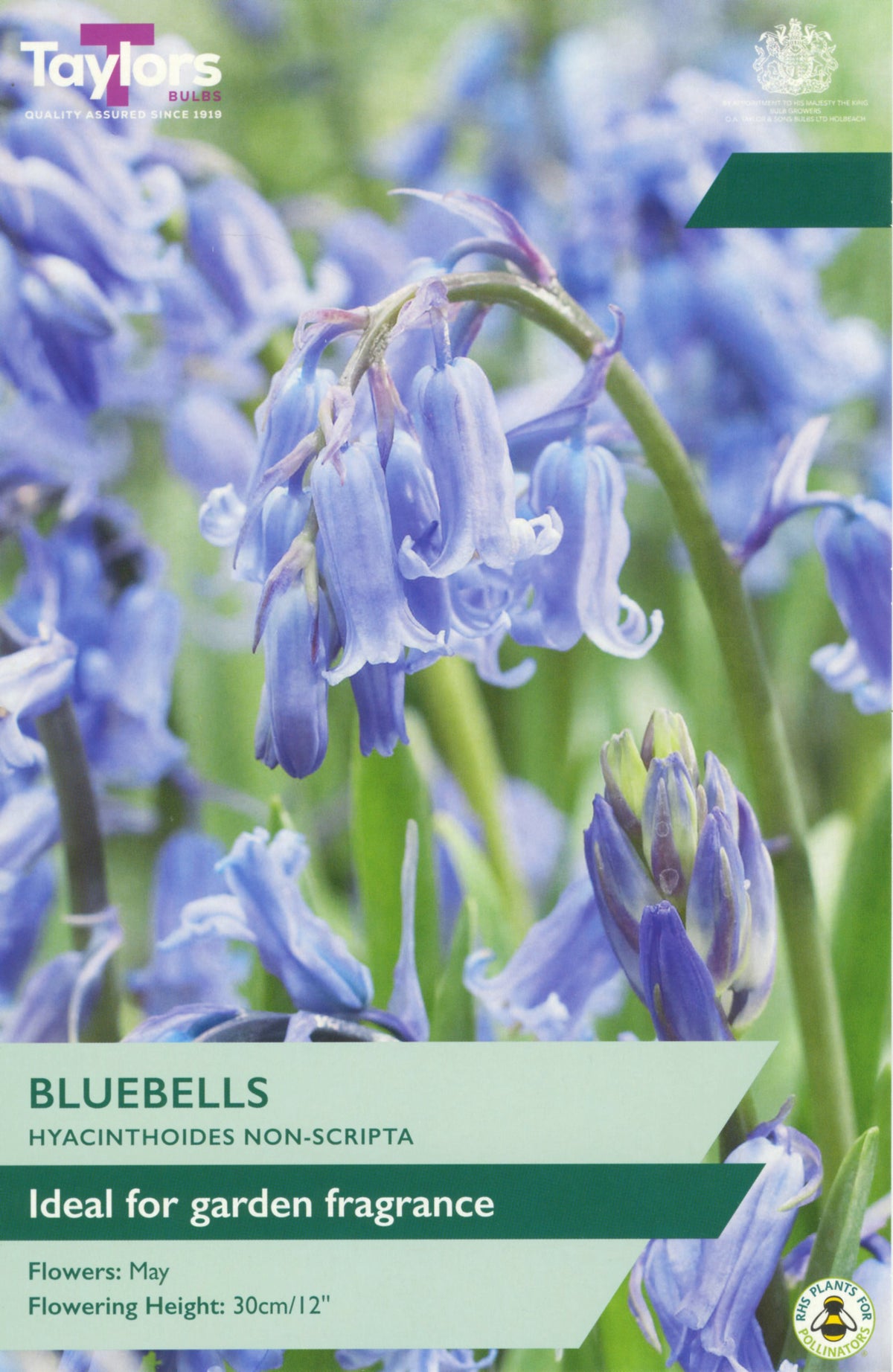 Taylors Bulbs bluebell seed packet with bluebell flowers in the background