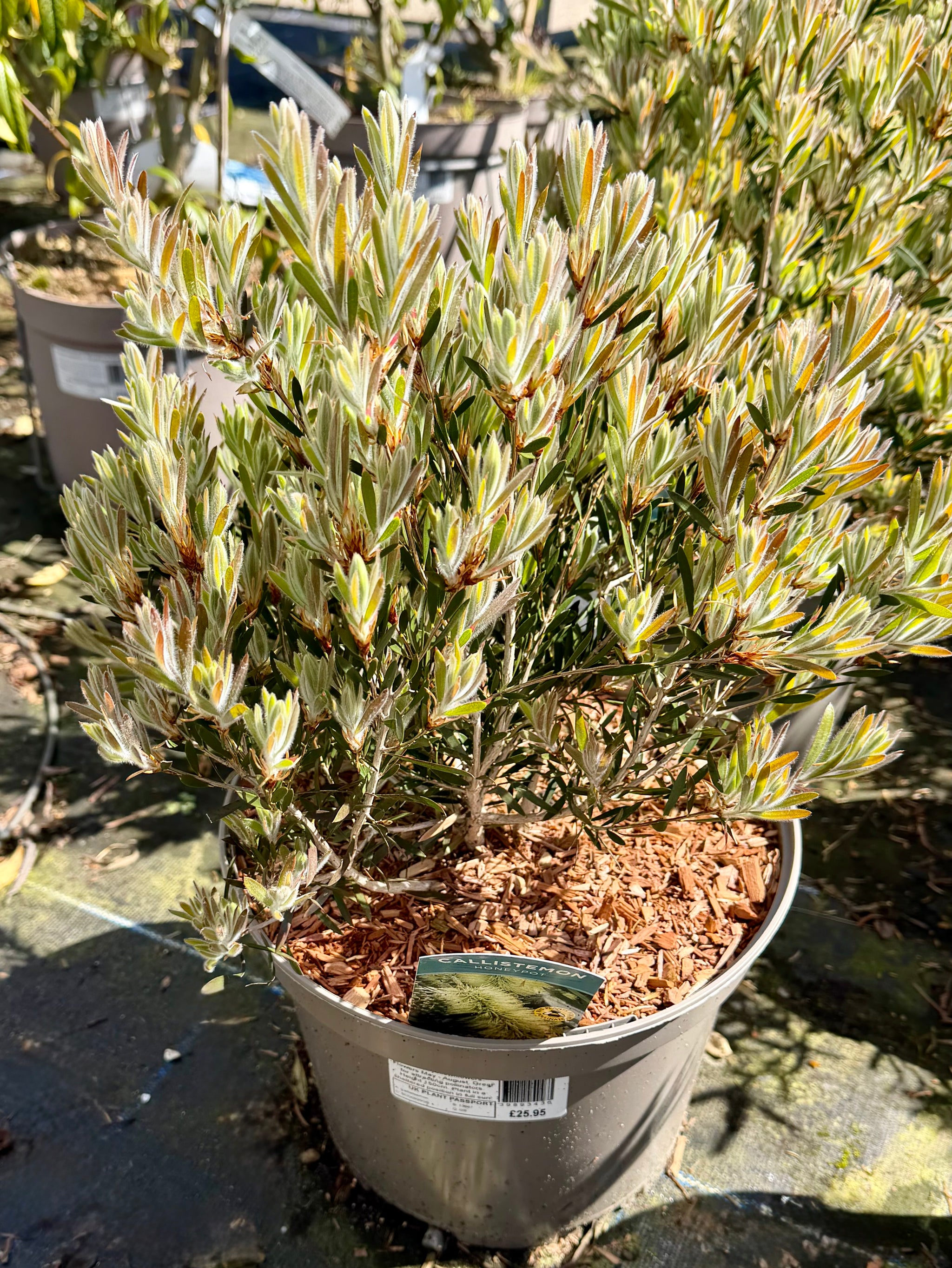 Callistemon ‘Honeypot’ - 7.5Litre
