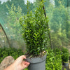 Euonymus japonicus ‘Green Spire’ - 2Litre