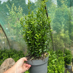 Euonymus japonicus ‘Green Spire’ - 2Litre