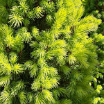 Picea glauca ‘Perfecta’ -7.5Litre