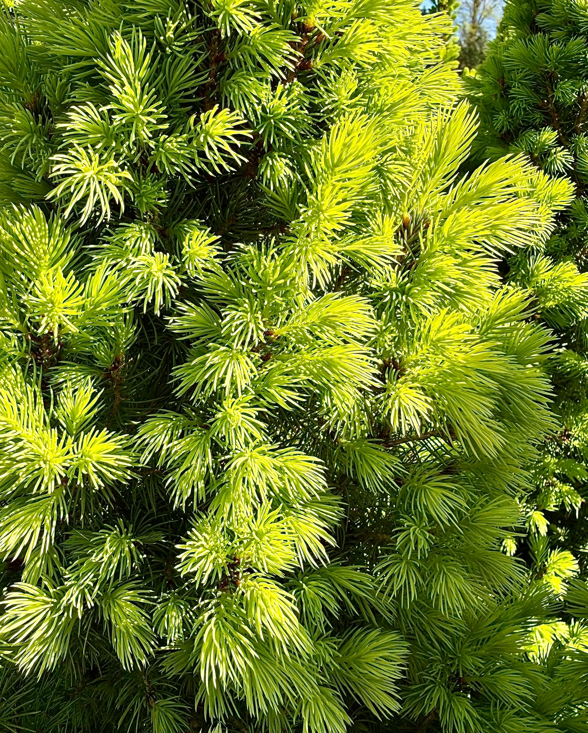 Picea glauca ‘Perfecta’ -7.5Litre
