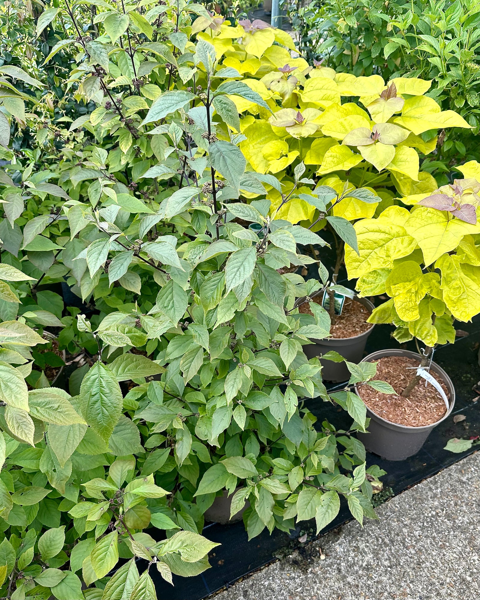 Callicarpa bodinieri var. giraldii 'Profusion'