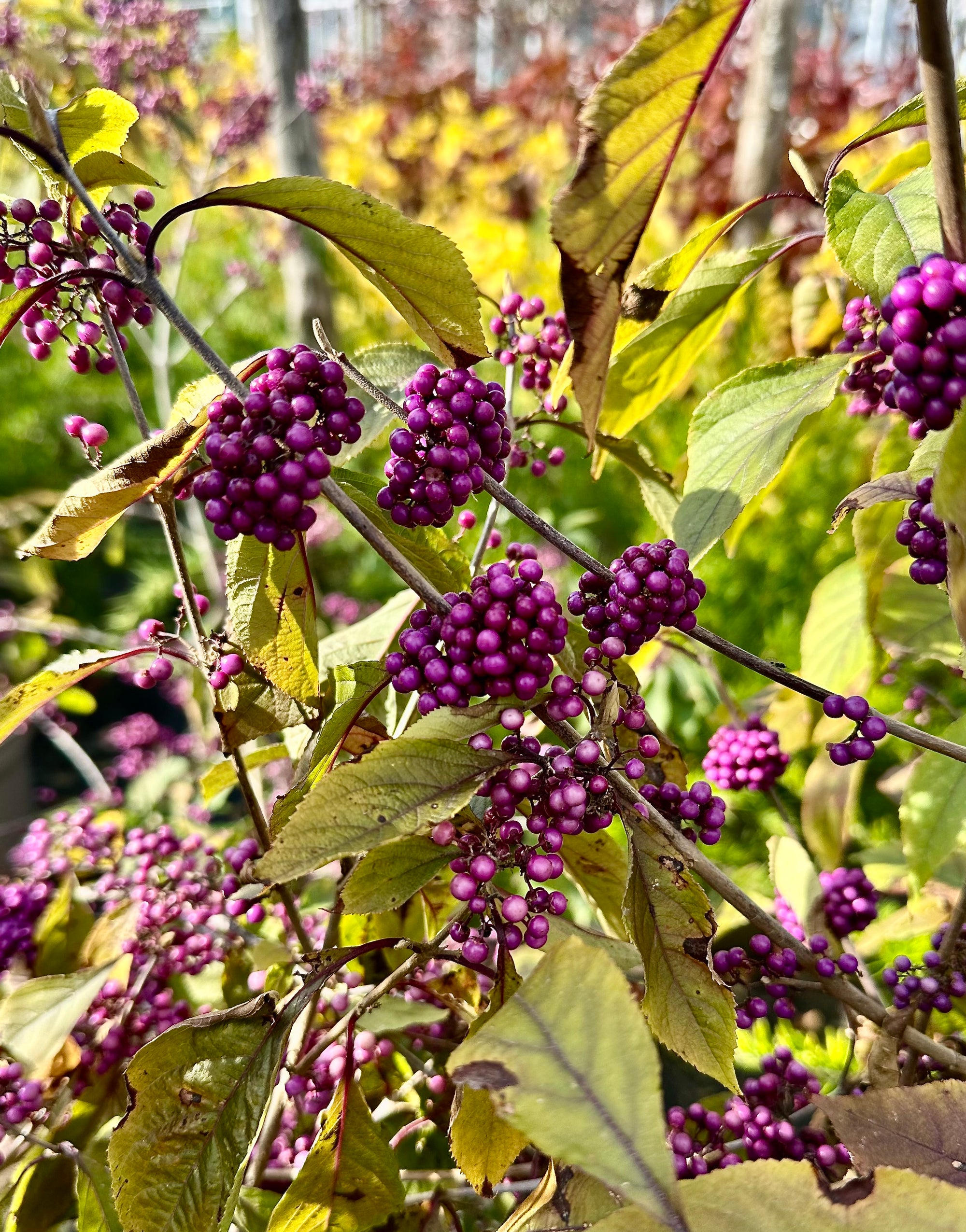 Purple berries on a branch with autumn leaves