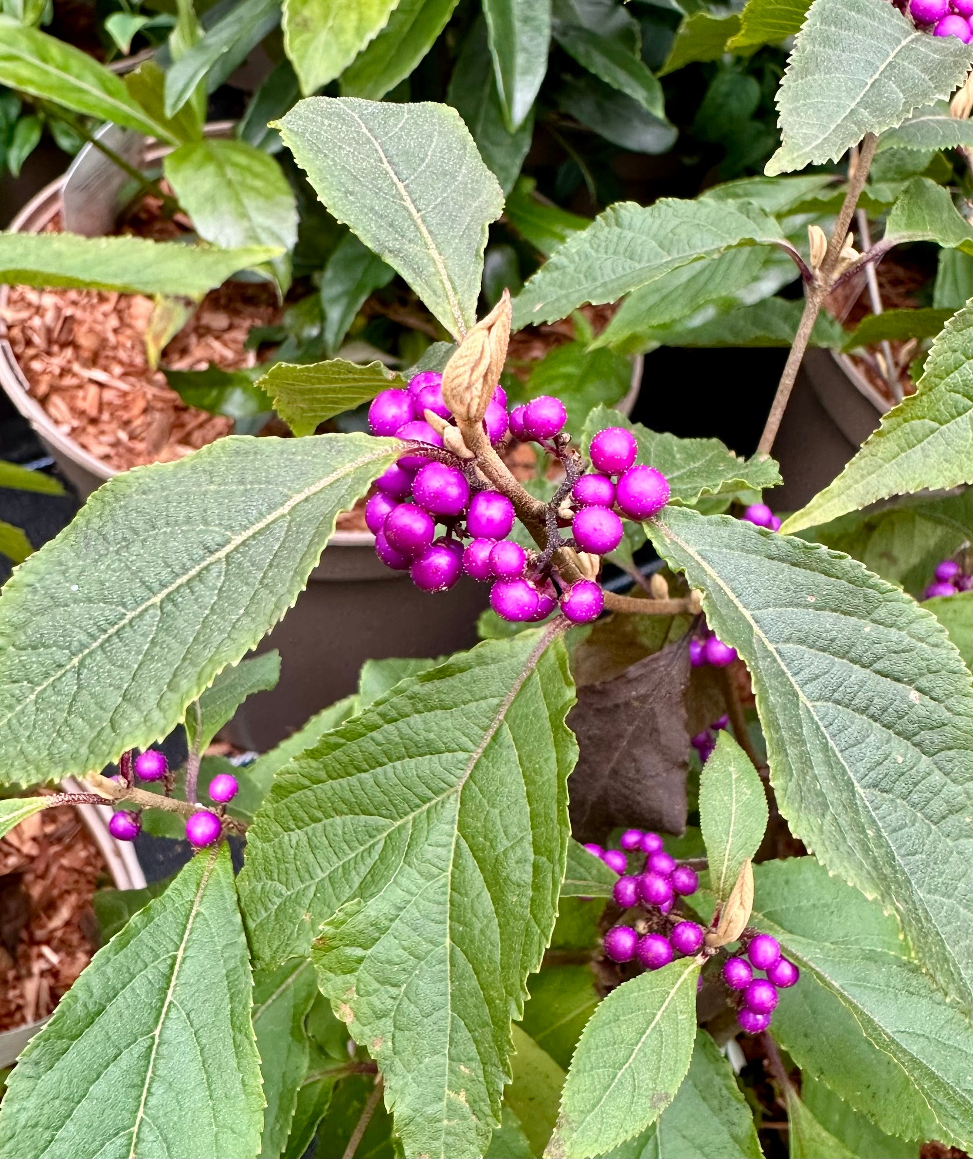 Close-up of a plant with broad green leaves and clusters of bright purple berries, photographed outdoors among other potted plants.