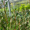 Callistemon 'Honey Pot' - BCG24 - 7.5Litre
