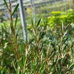 Callistemon 'Honey Pot' - BCG24 - 7.5Litre