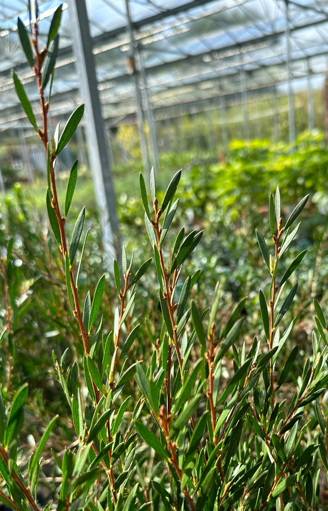 Callistemon 'Honey Pot' - 10Litre