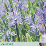 Camassia Indian Lily seed packet cover showing purple-blue flowers and green stems with text overlays for 'Camassia Leichtlinii Caerulea' and 'Indian Lily'.