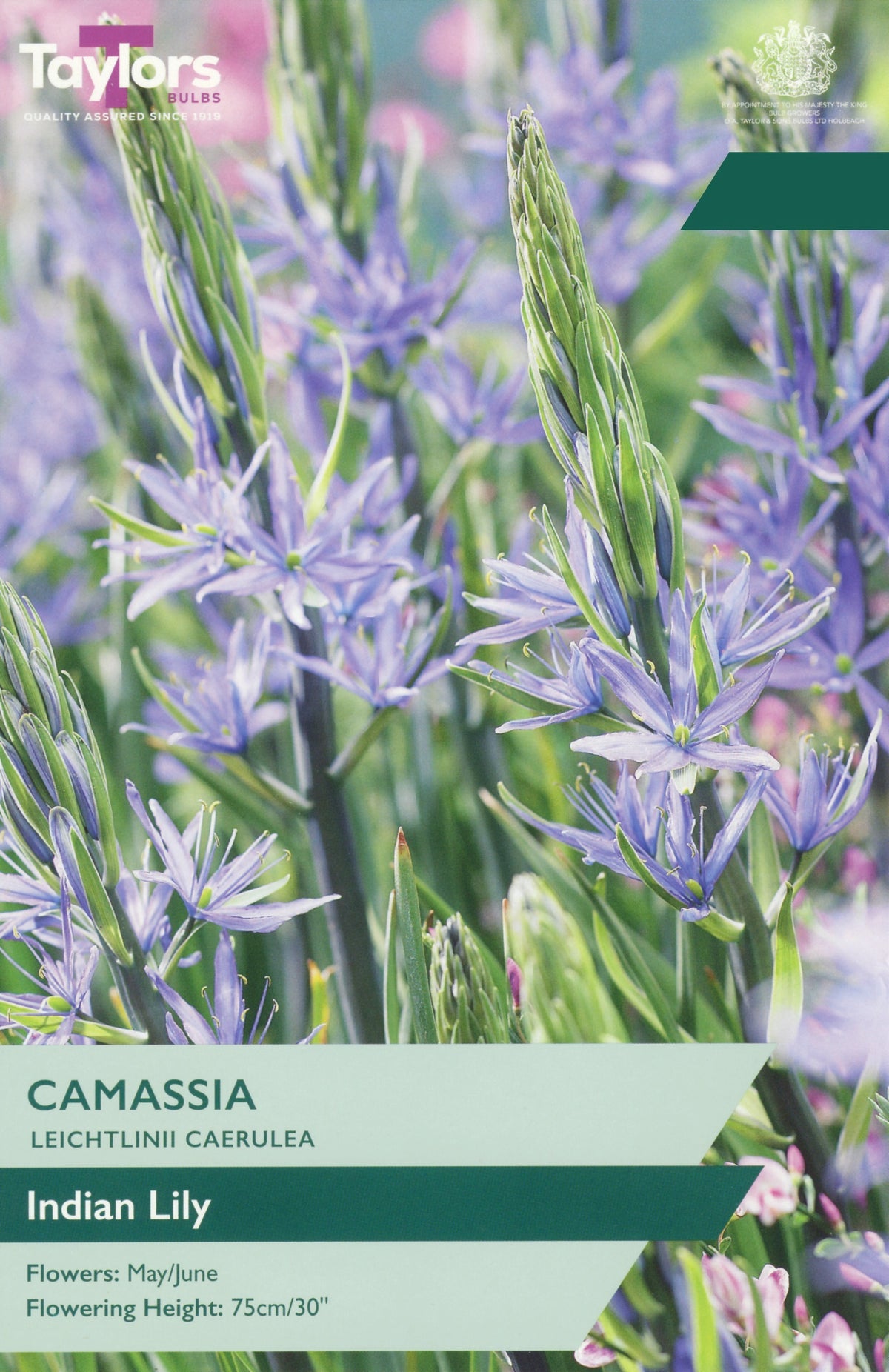 Camassia Indian Lily seed packet cover showing purple-blue flowers and green stems with text overlays for 'Camassia Leichtlinii Caerulea' and 'Indian Lily'.