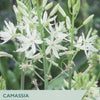 Camassia Leichtlinii Alba plant with white star-shaped flowers and green buds, shown with Taylor's branding and product text overlays.