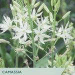 Camassia Leichtlinii Alba plant with white star-shaped flowers and green buds, shown with Taylor's branding and product text overlays.